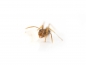 Preview: Camponotus maculatus subnudus